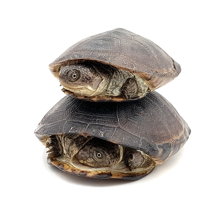 Tartaruga da Lama "MUD" Africana (Pelusios castaneus)