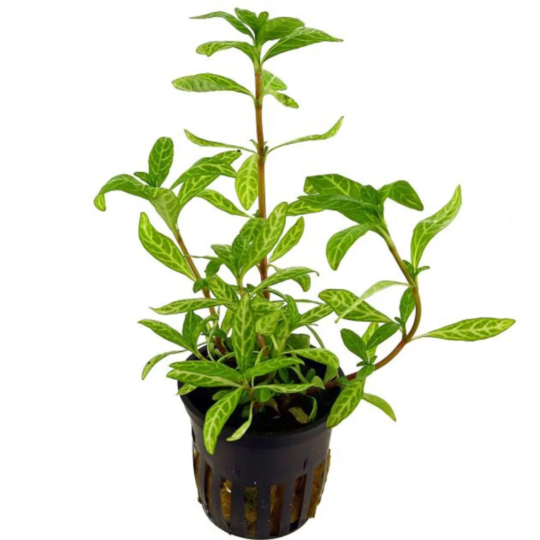 Hygrophila Polysperma
