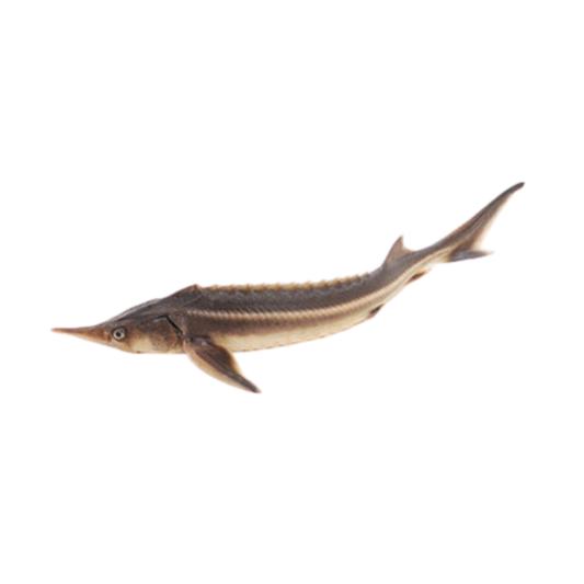 Esturjão (Acipenser ruthenicus)