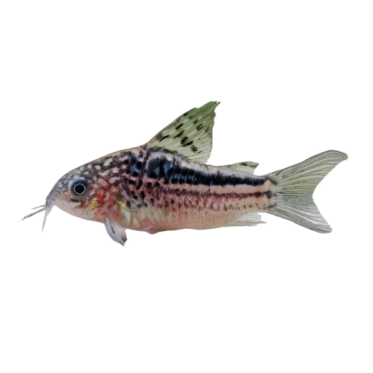 Corydoras elegans