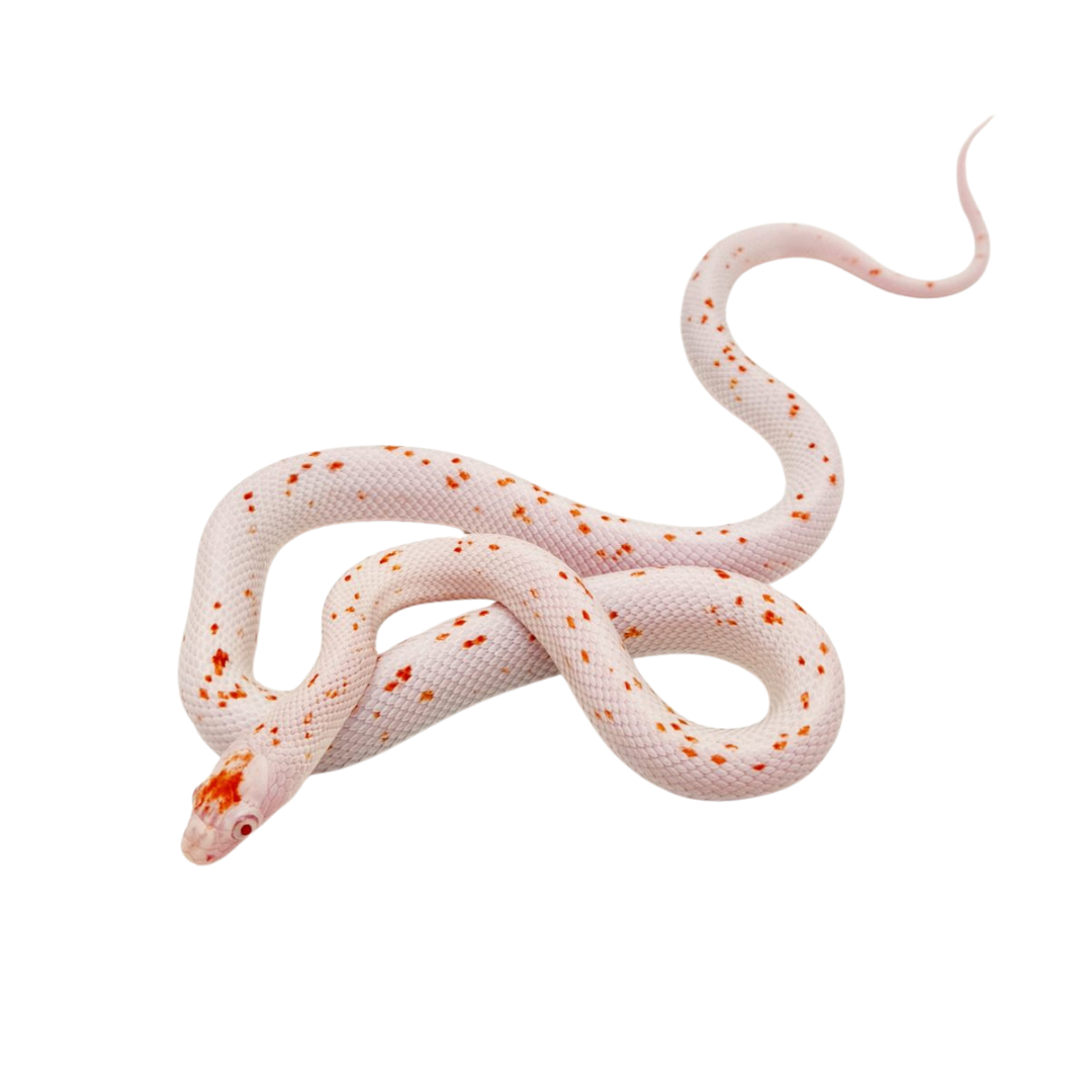 Cobra-do-milho Palmetto (Pantherophis guttatus)