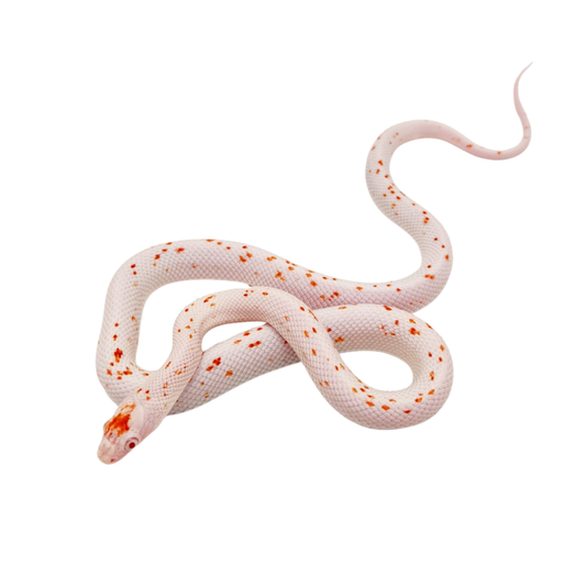 Cobra-do-milho Palmetto (Pantherophis guttatus)