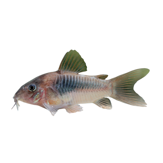Corydoras aeneus
