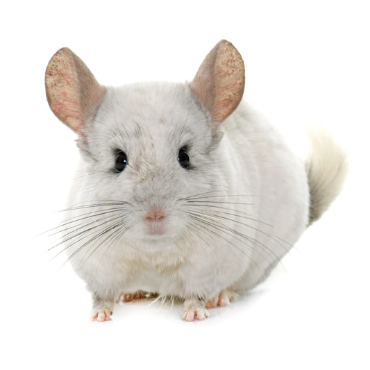 Chinchila Heterobeje (Chinchilla lanigera)