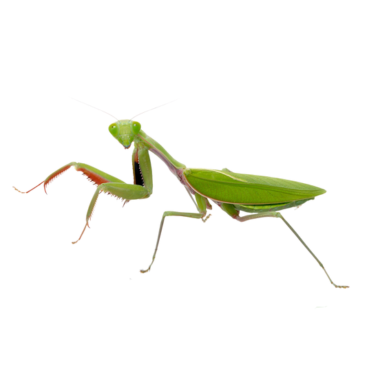 Louva-a-Deus Verde Gigante (hierodula majuscula)