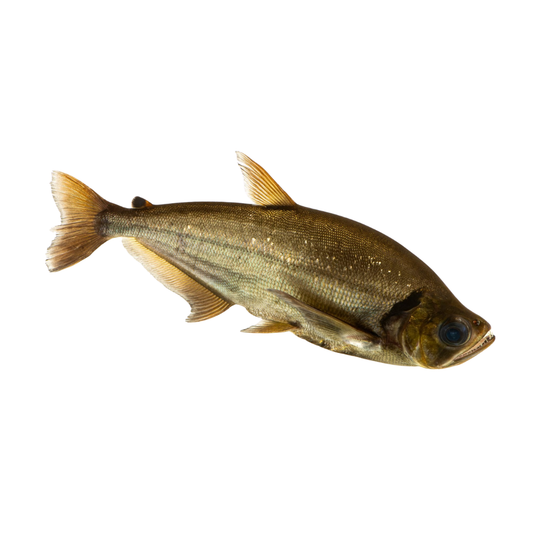 Cachorra (Hydrolycus scomberoides)