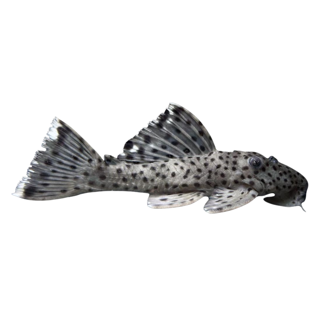 L264 Leporancistrus joselimia