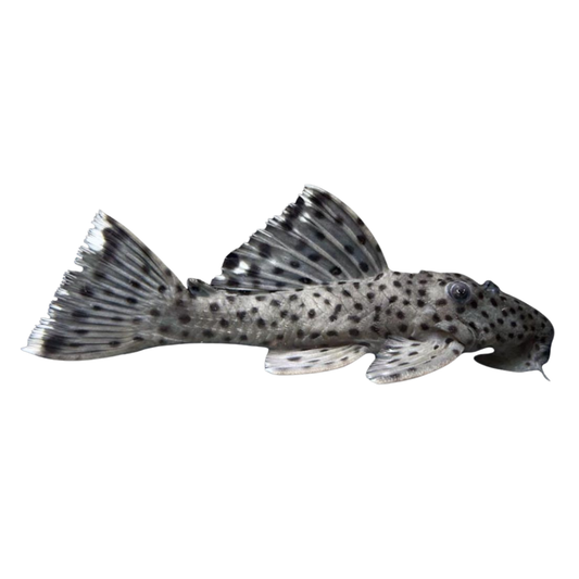 L264 Leporancistrus joselimia