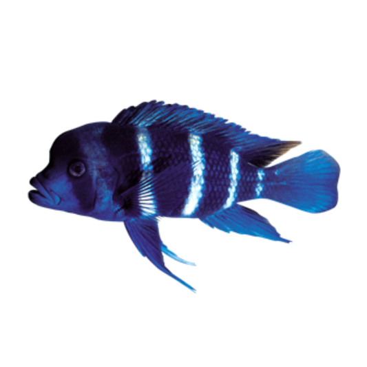 Cyphotilapia Frontosa