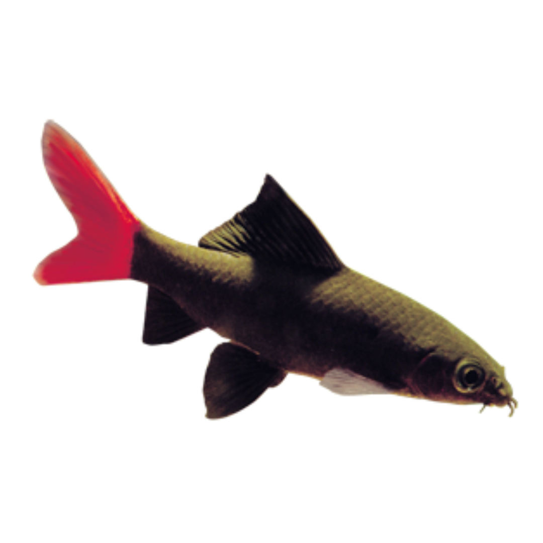 Tubarão Bicolor (Epalzeorhynchos erythrurus)