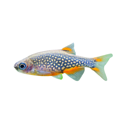 Celestichthys Margaritatus - Rasbora Galaxy