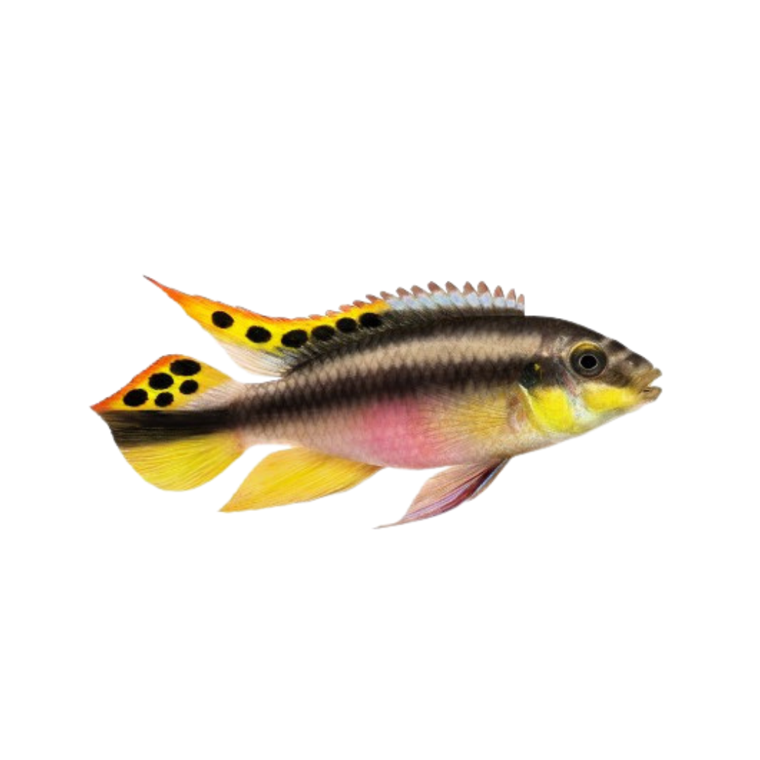 Kribensis (Pelvicachromis pulcher)