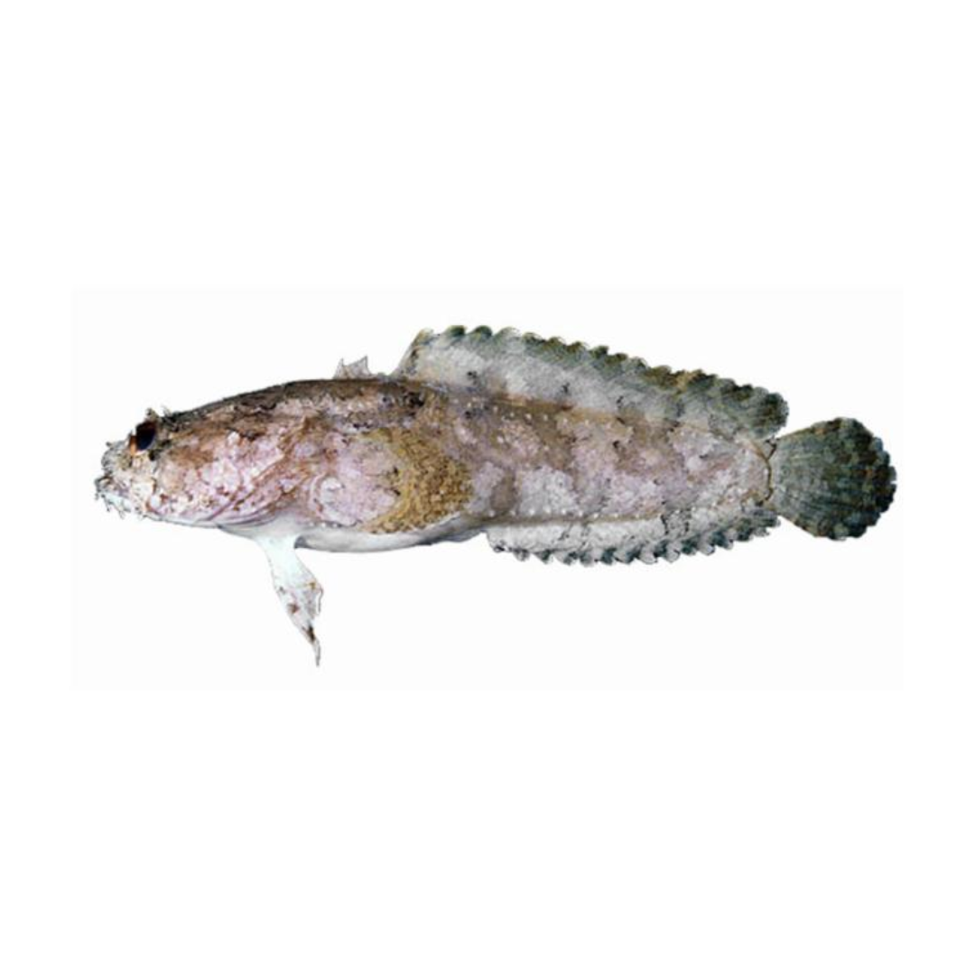 Peixe Escorpião (Batrachomoeus trispinosus)