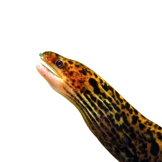 Gymnothorax polyuranodon