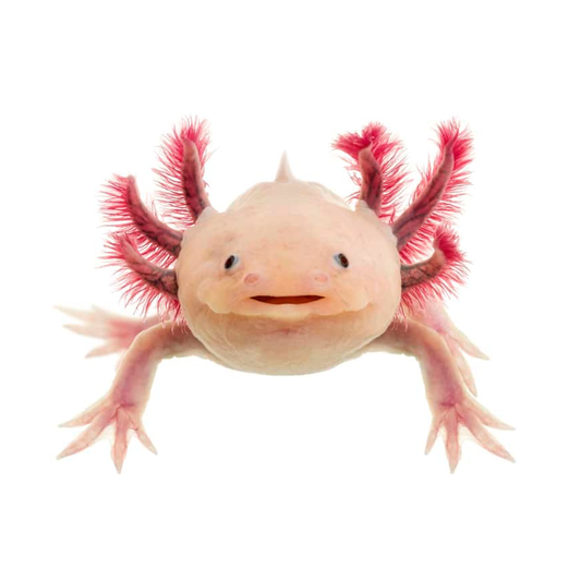 Axolotl Albino (Ambystoma Mexicanum)