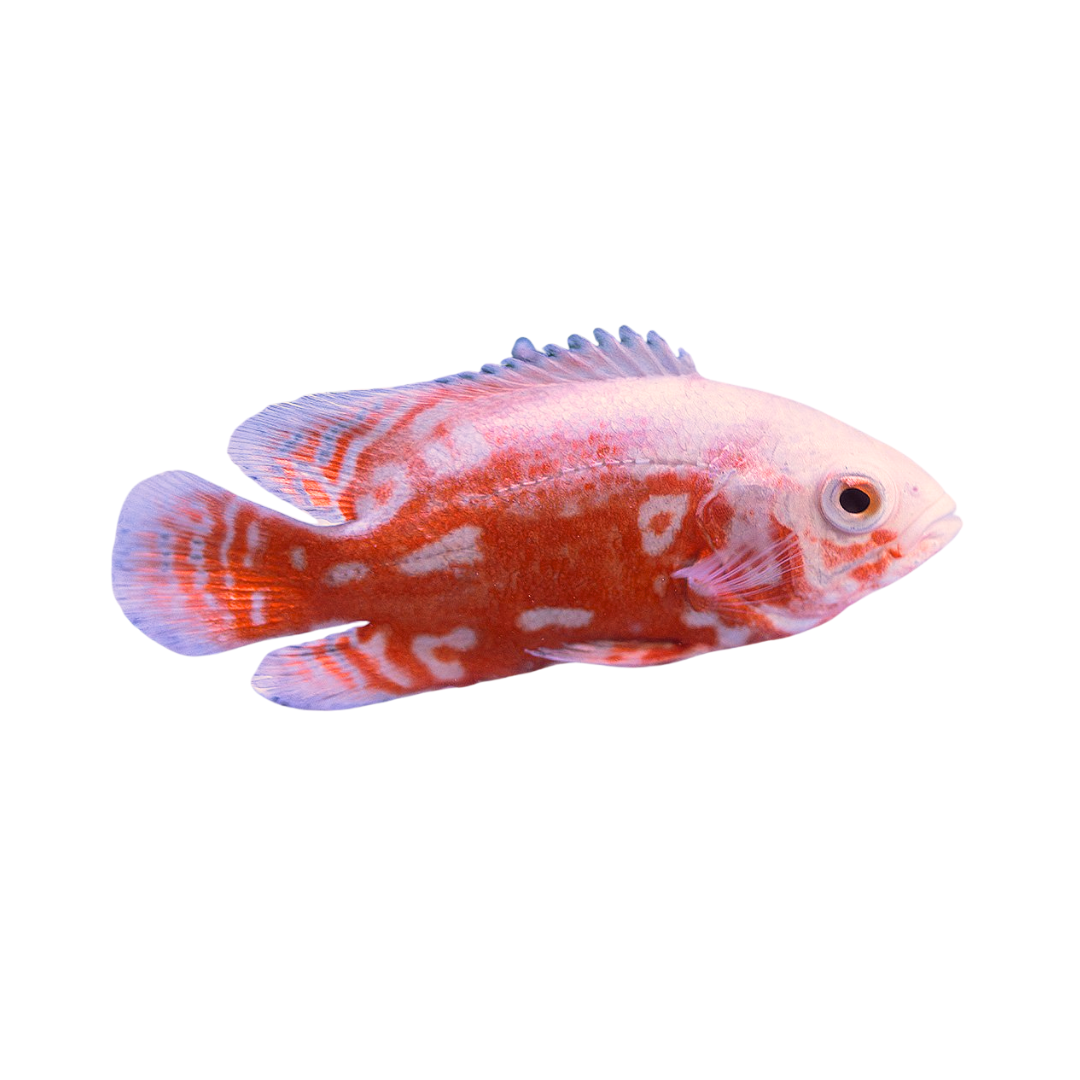 Oscar Red Nemo (S) – Jaspet