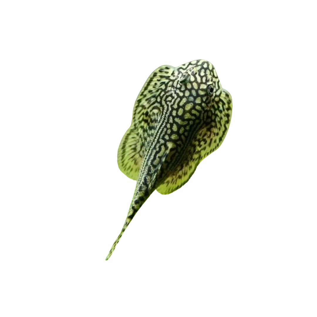 Pleco Sewllia Listado 3-4cm