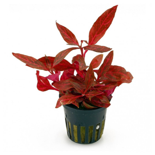 Alternanthera Reineckii Rosanervig