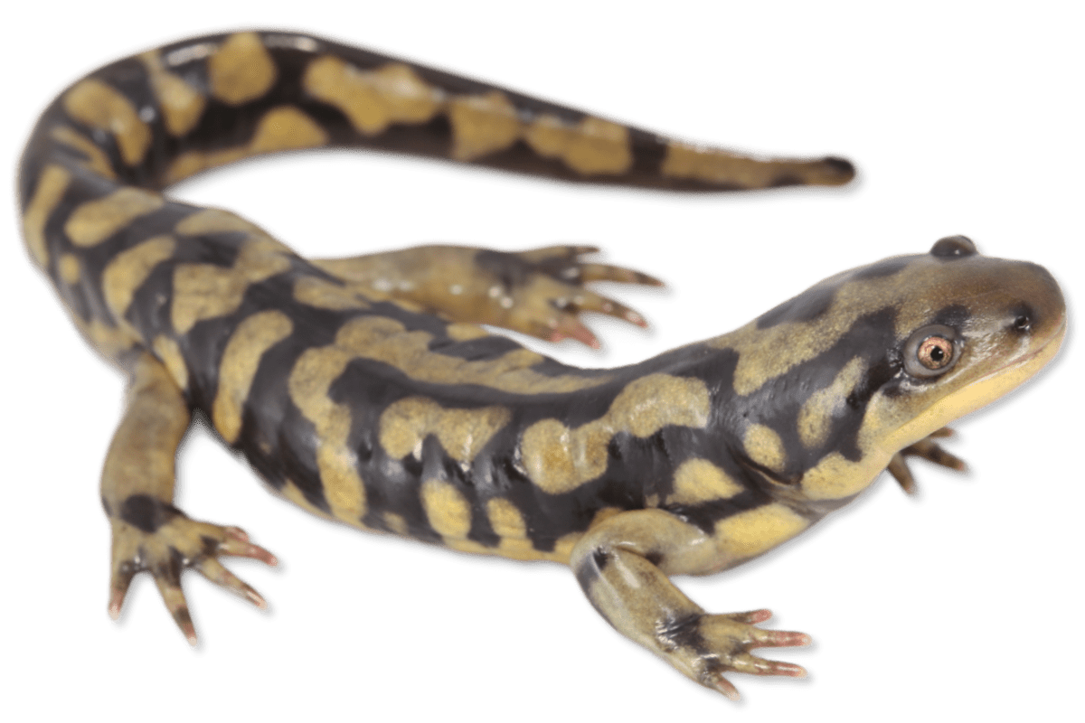 Salamandra Tigre - Ambystoma Tigrinum