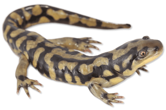 Salamandra Tigre - Ambystoma Tigrinum