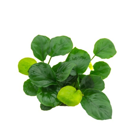 Anubias Bateri sp. coin leaf