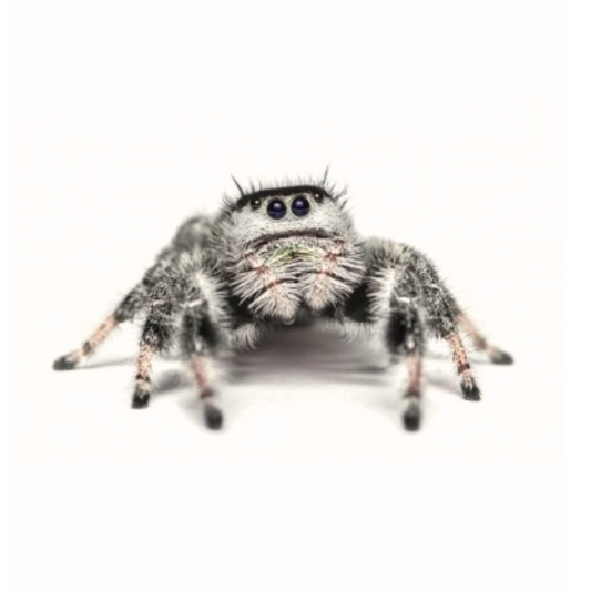 Phidippus regius apalachicola (Jumping Spider) 🕷️