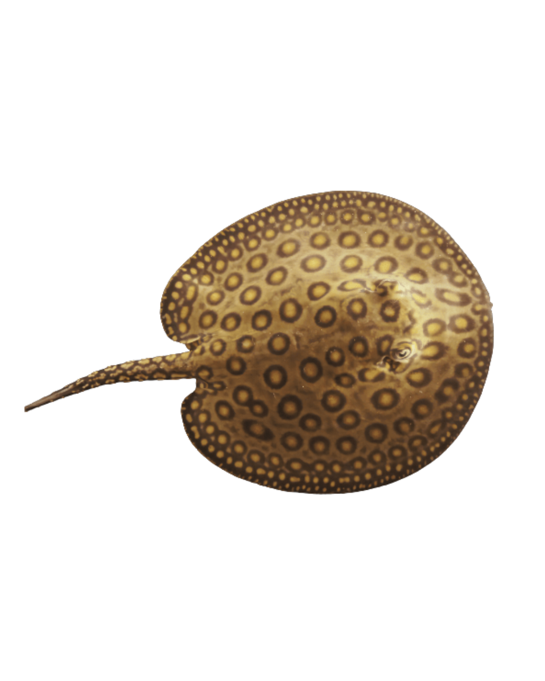 Raia motoro M (Potamotrygon Motoro - Animal nascido em cativeiro noutro país da UE)