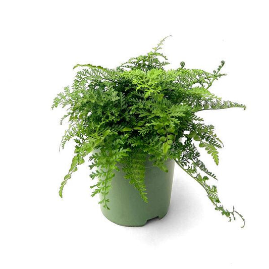 Asplenium Parvati
