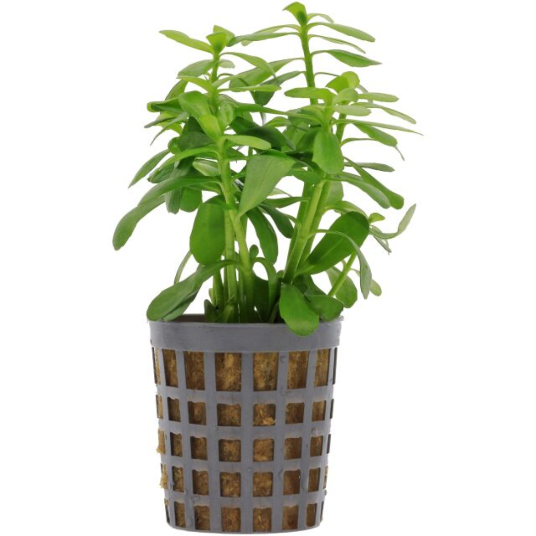 Bacopa Monieri