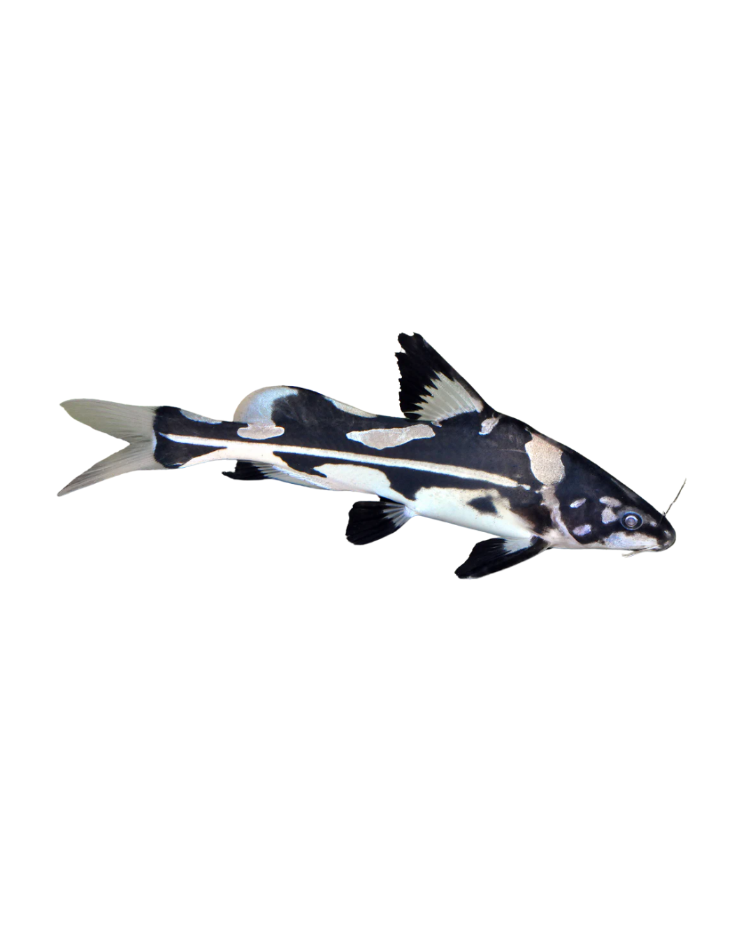 Bagroide Melapterus L