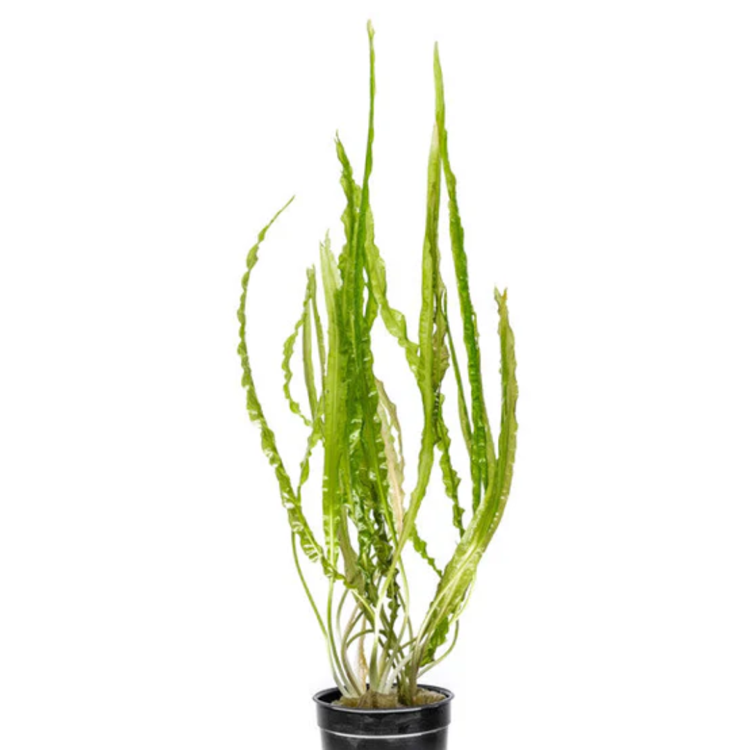Cryptocoryne Balansae