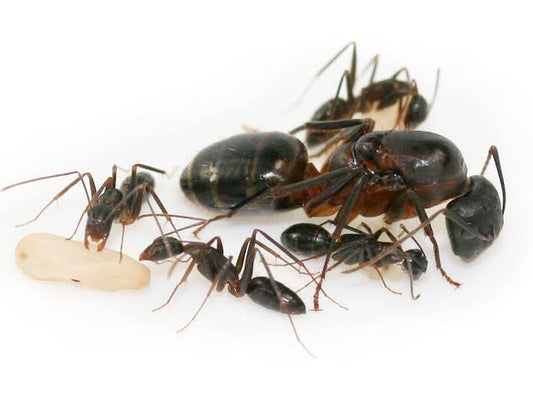 Kit Formigueiro - Camponotus Barbaricus