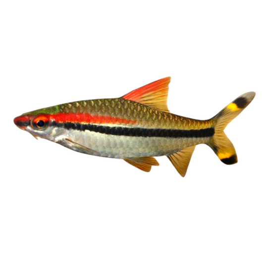 Barbo Denisonii - Puntius Denisonii