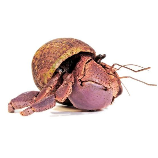 Coenobita Brevimanus - Caranguejo Eremita