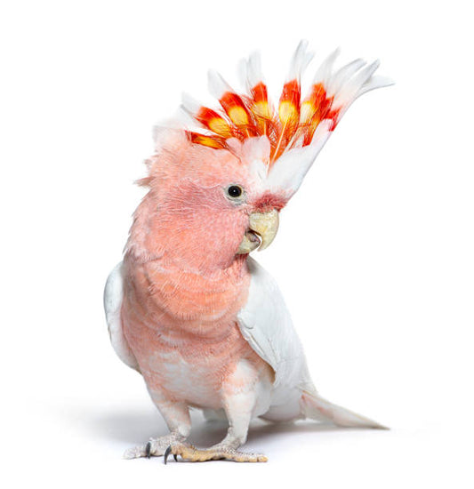 Cacatua Inca Rosa (Lophocroa leadbeateri)