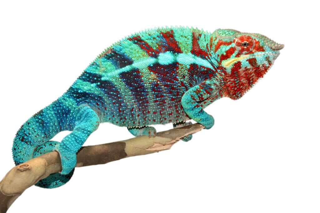 Camaleão Pantera (Furcifer pardalis)
