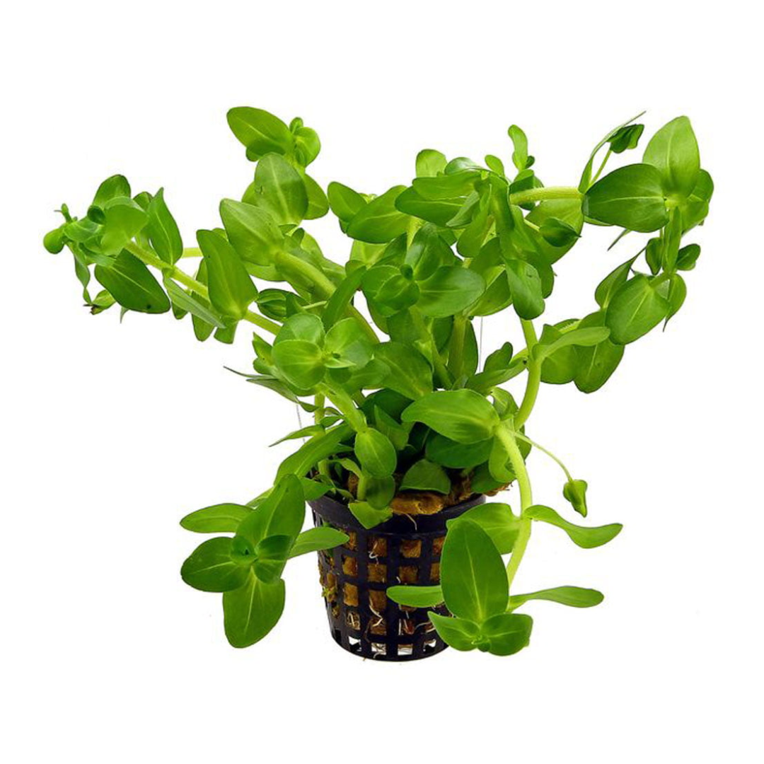 Bacopa Caroliniana