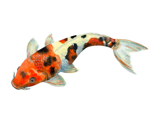 Carpa Koi (S)