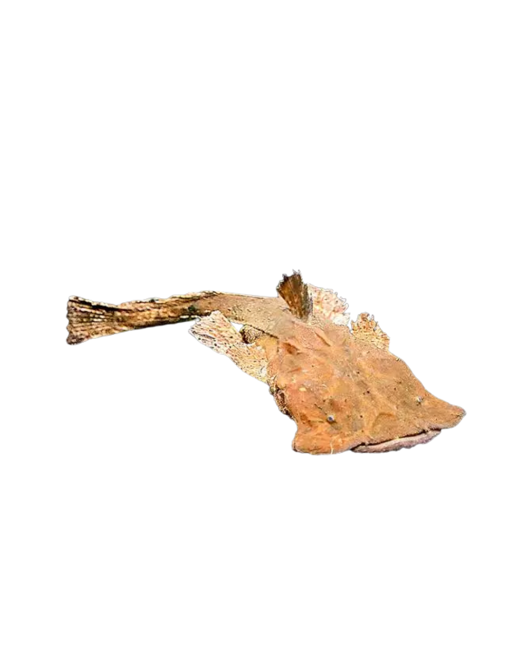 Chaca Bankanensis M