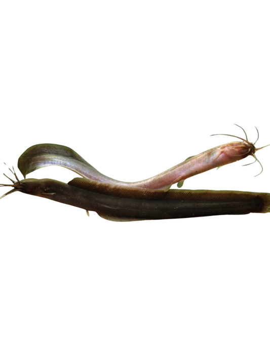Channallabes Apus L