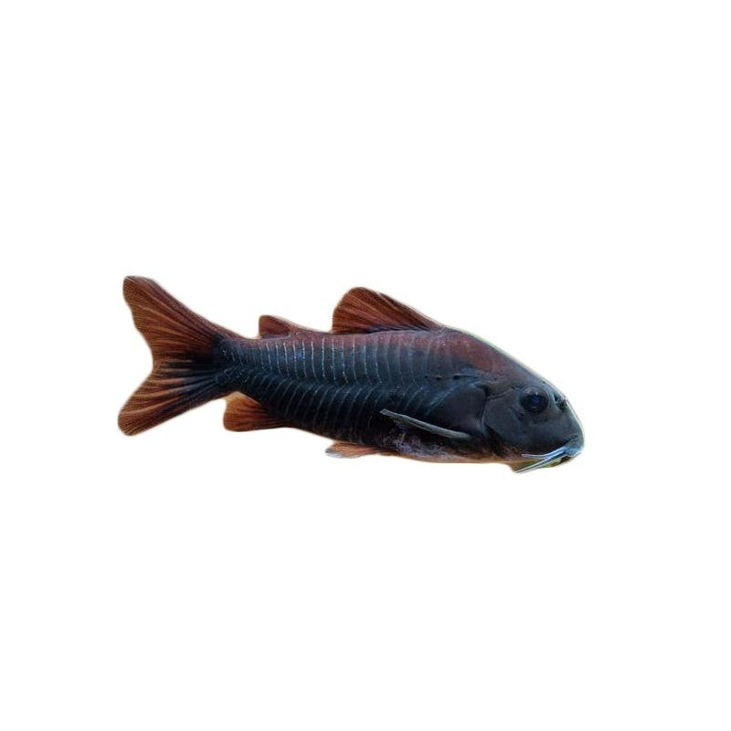 Corydora sp. Black Venezula