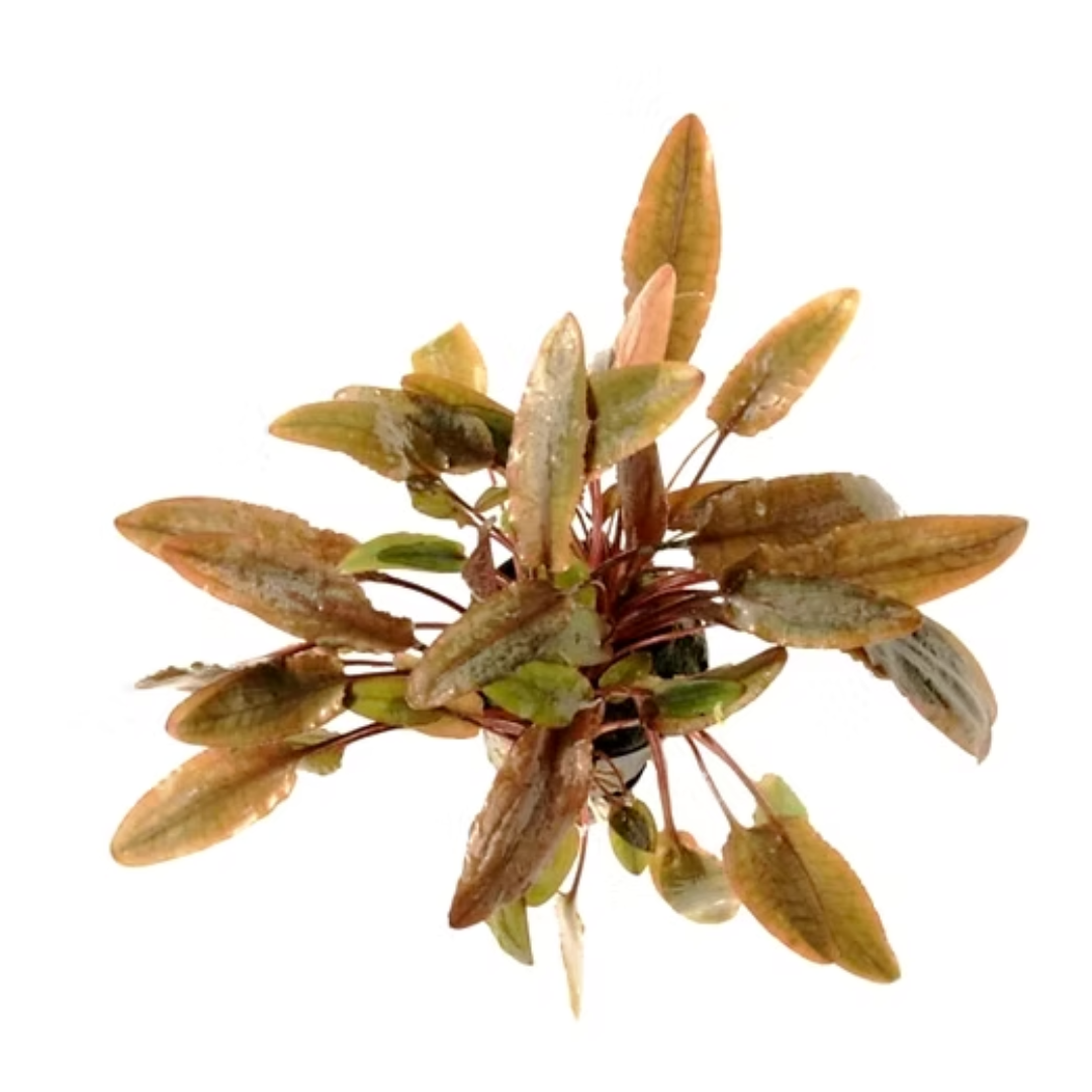 Cryptocoryne Species