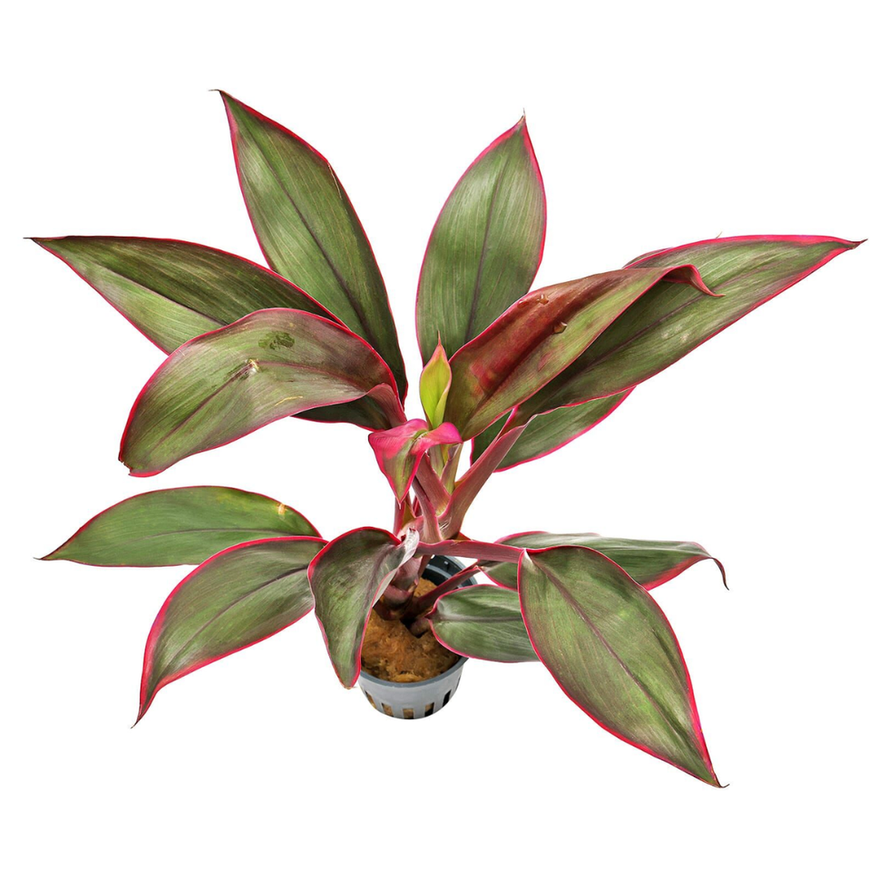 Cordyline Red Edge – Jaspet