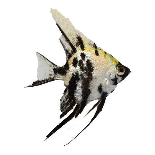 Escalar Panda (Pterophyllum scalare)