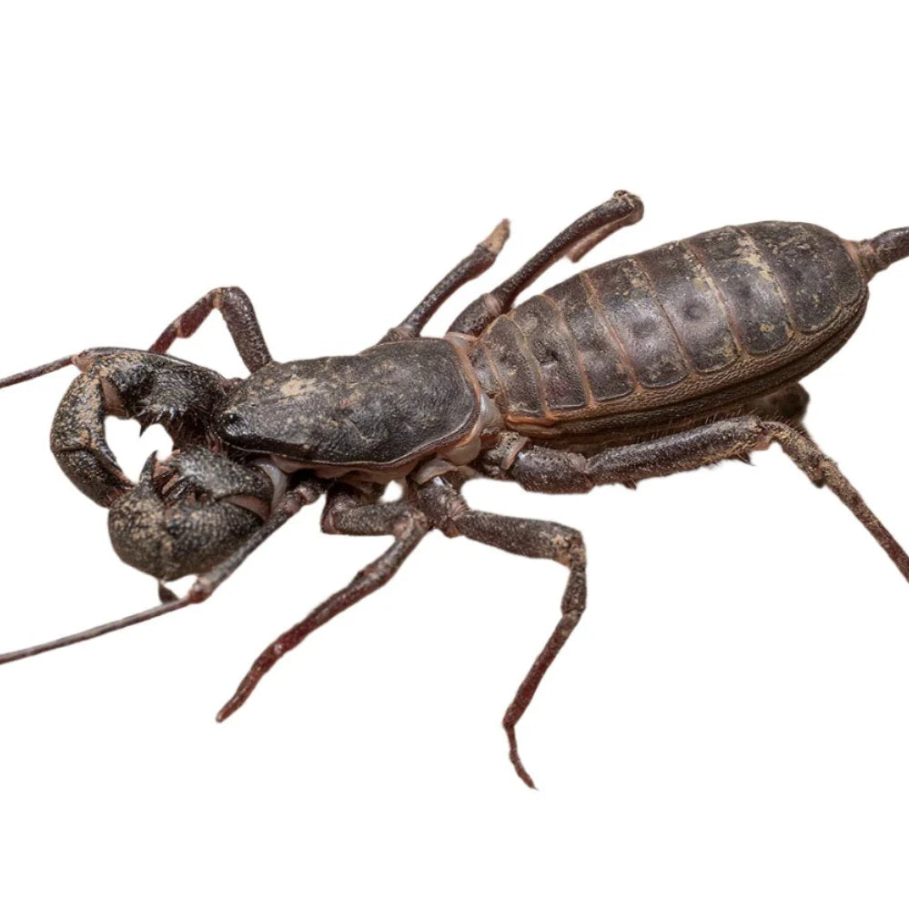 Escorpião vinagre (Thelyphonus caudatus)