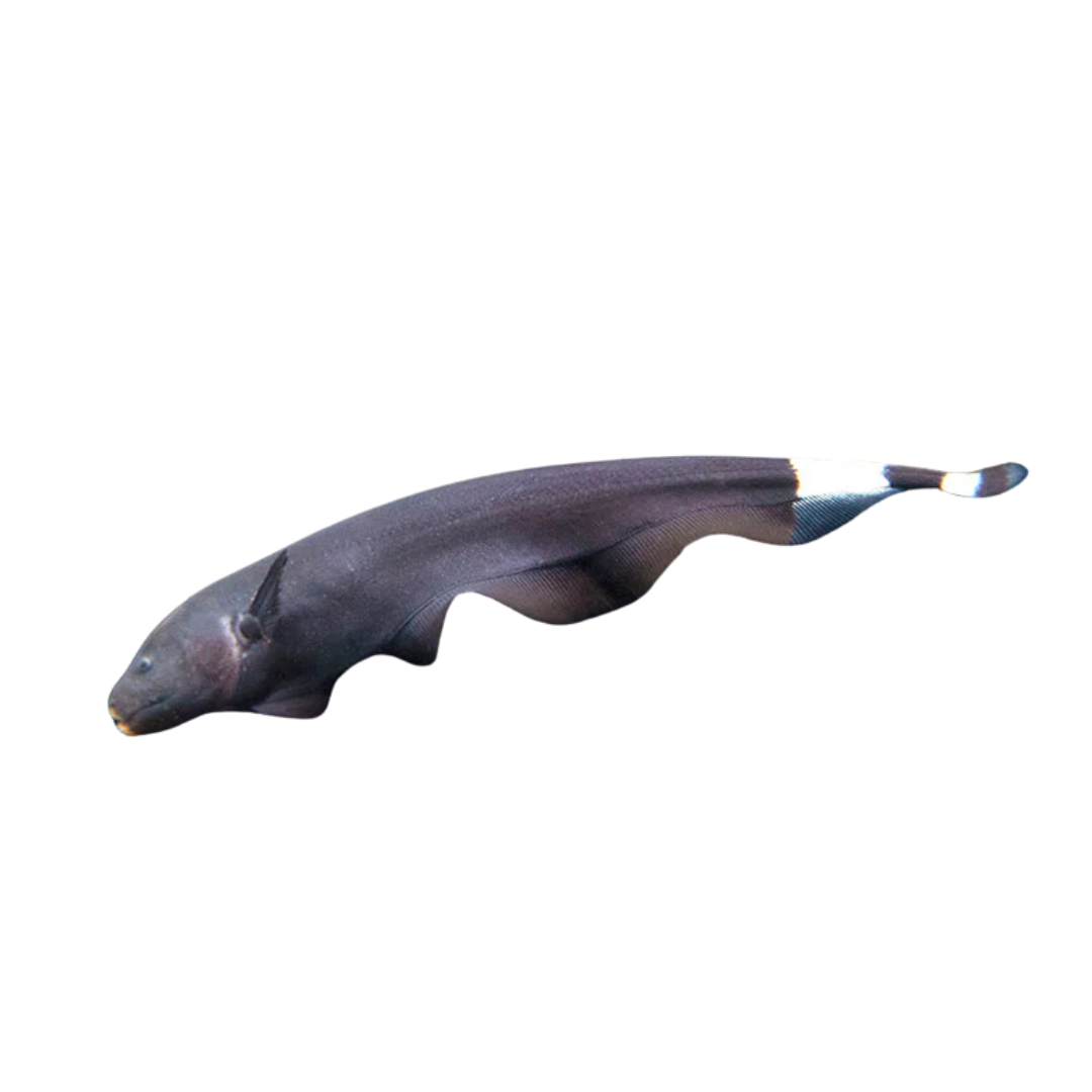 Fantasma Negro (Apteronotus Albifrons) S