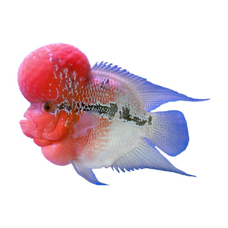 Flowerhorn