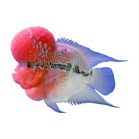 Flowerhorn