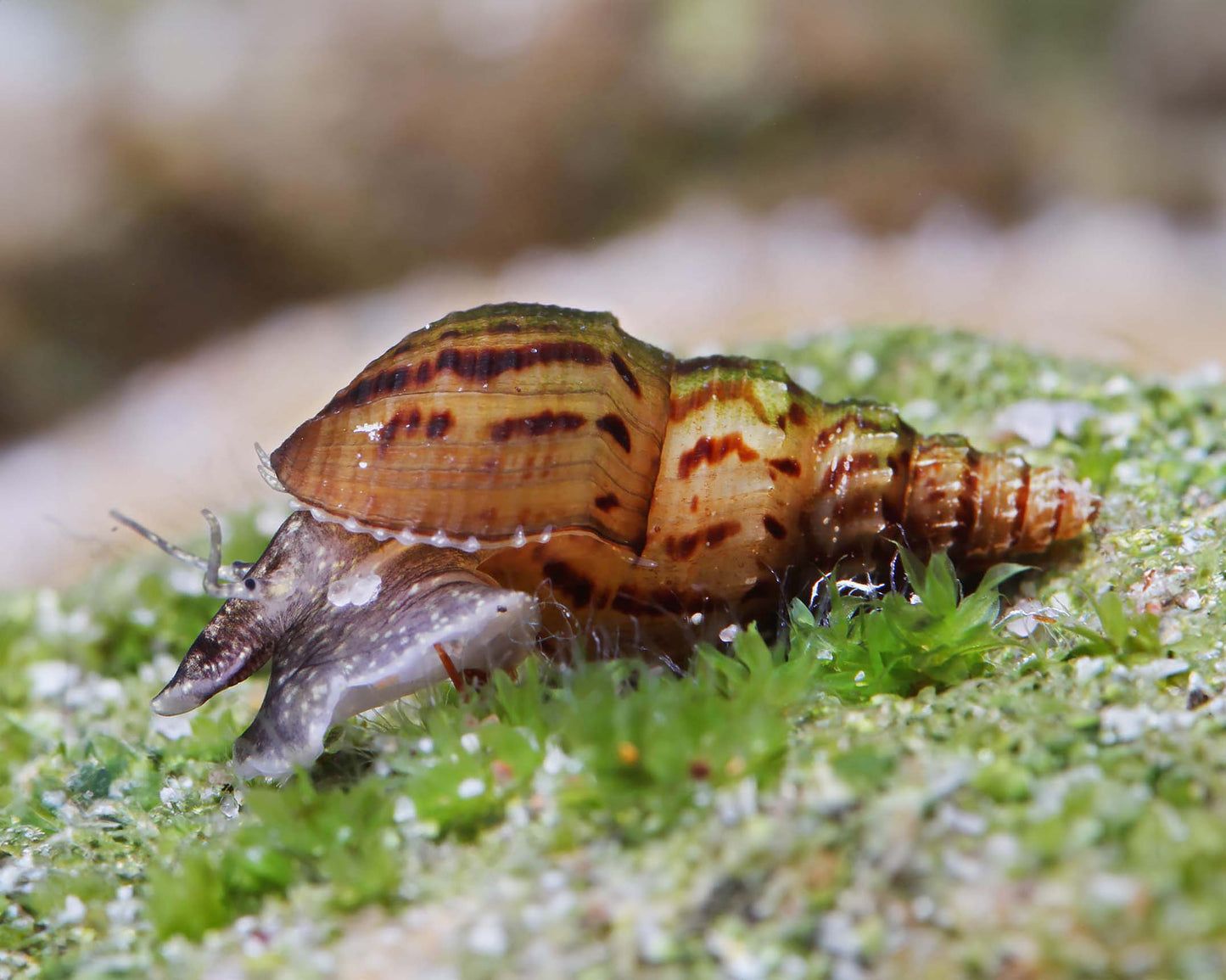 Melanoides granifera