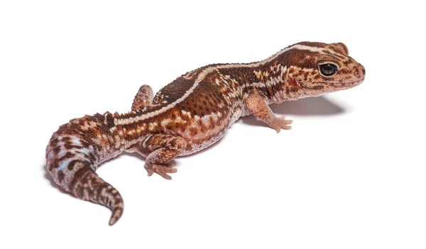 Gecko de Cauda Gorda (Hemitheconyx caudicinctus)